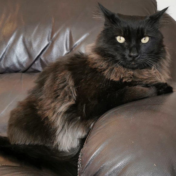 Meet your Posher, Shae - Picture 4 of 4